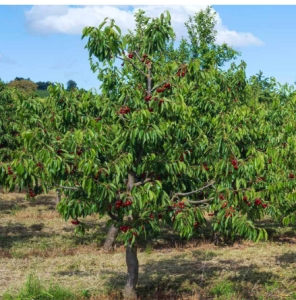 CherryTree Download (Latest 2025)